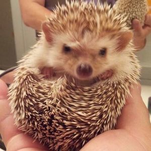 Meet your Posher, Ellen